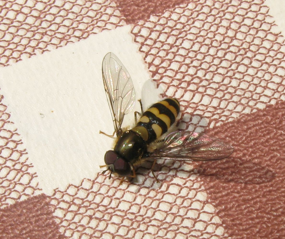 Syrphus ribesii ?