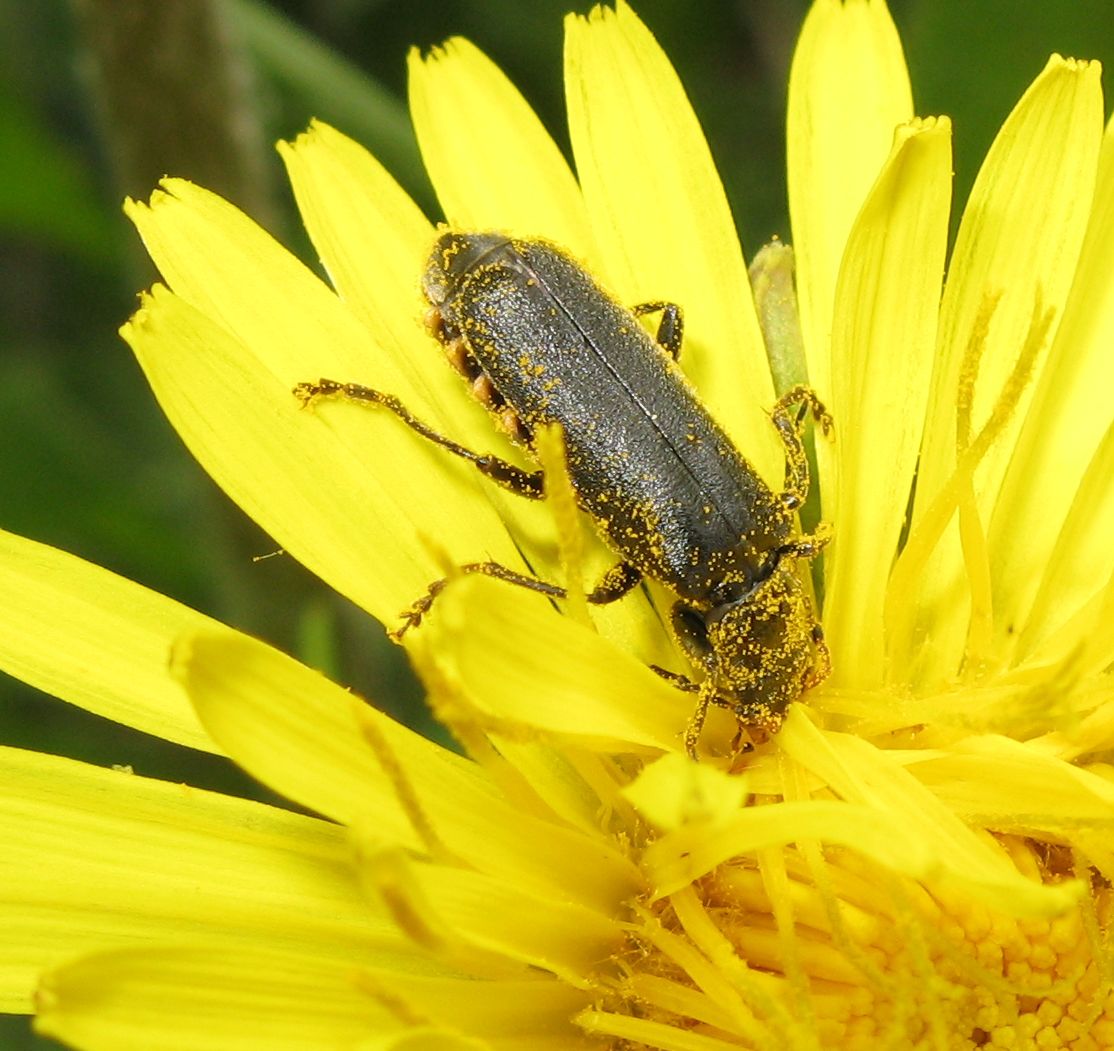 Coleotteri sulla Marmolada