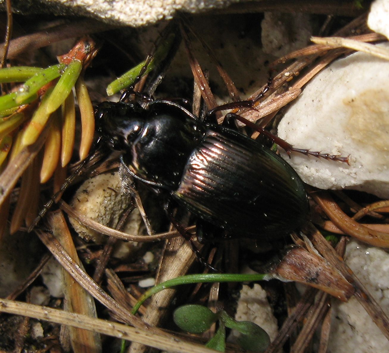 Coleotteri sulla Marmolada