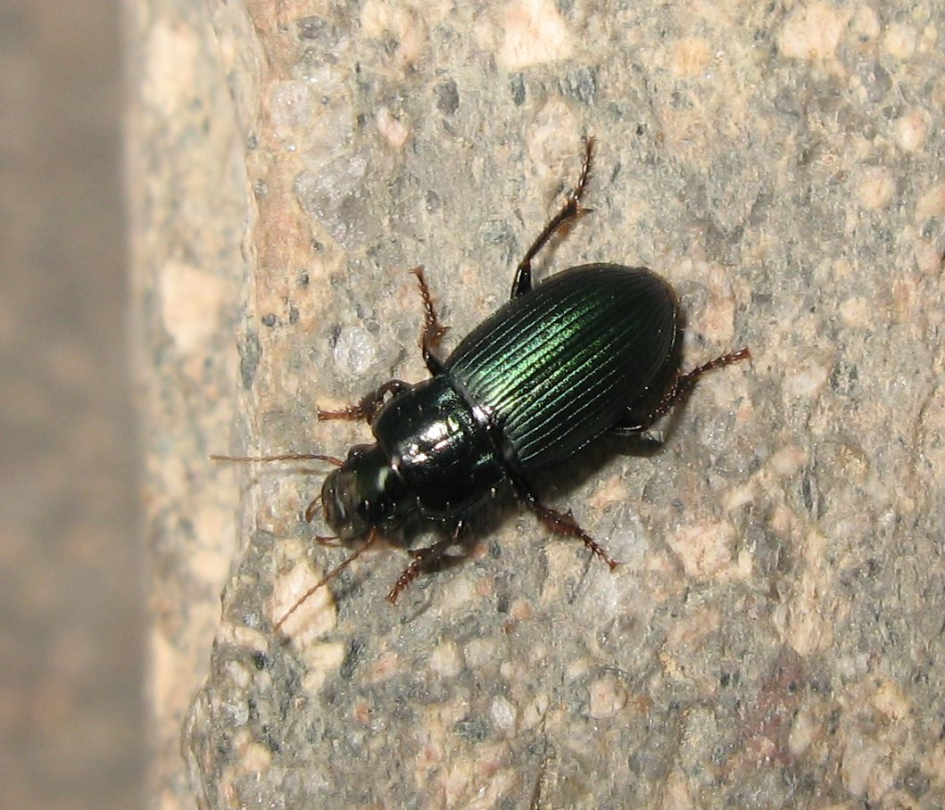 Harpalus sp