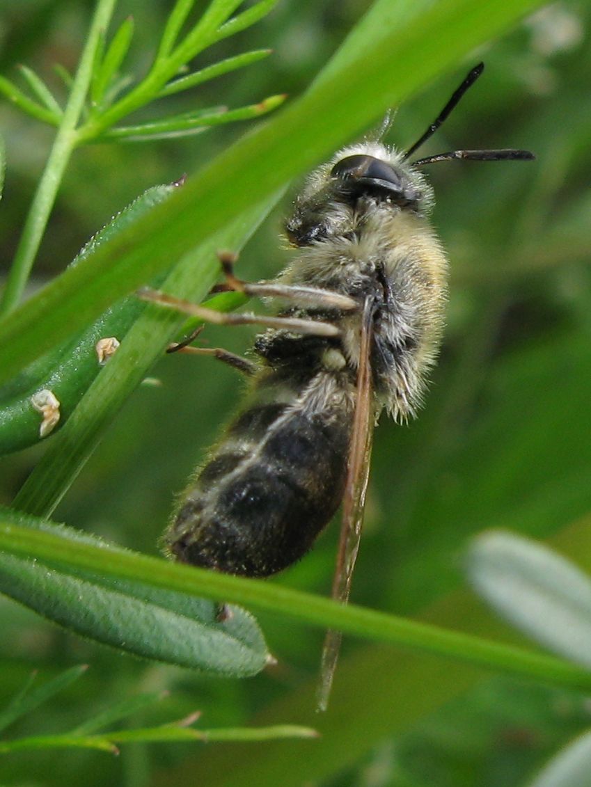 Stratiomys cf. longicornis (Stratiomyidae)