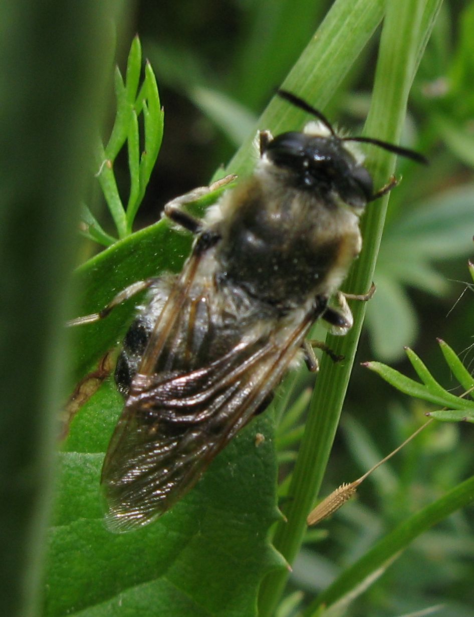 Stratiomys cf. longicornis (Stratiomyidae)