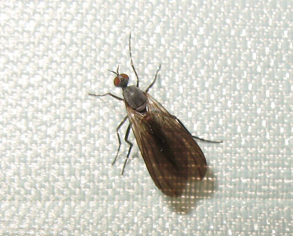 Rhamphomyia sp. (Empididae).