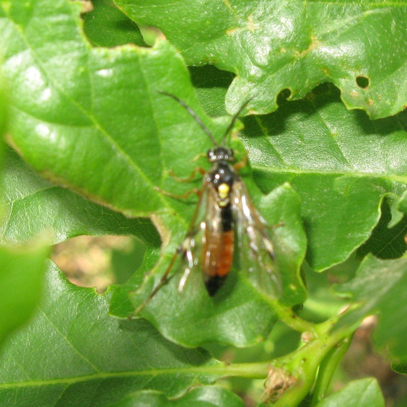 Tenthredopsis cfr scutellaris