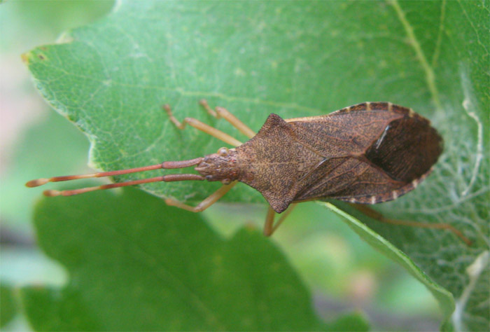 Gonocerus acuteangulatus