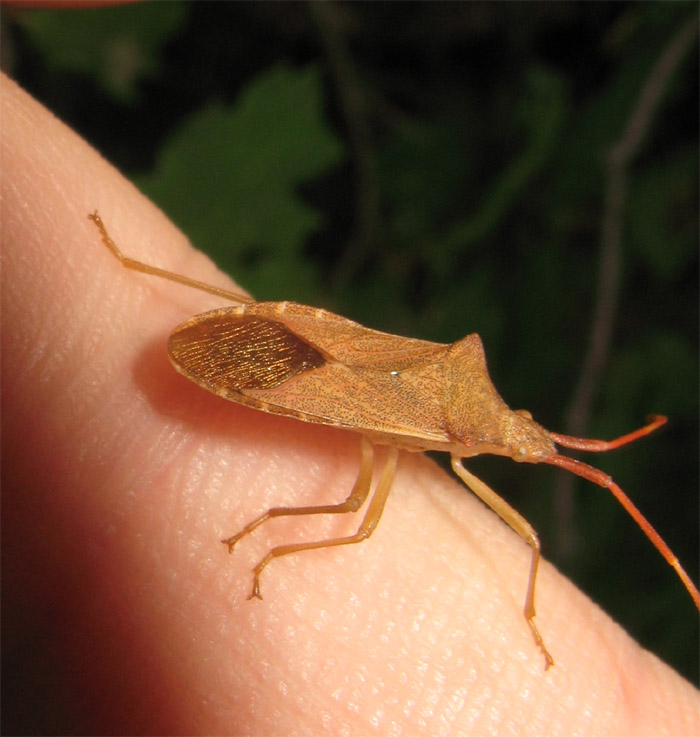 Gonocerus acuteangulatus