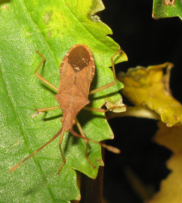 Gonocerus acuteangulatus