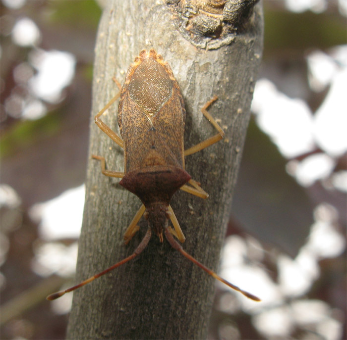 Gonocerus acuteangulatus