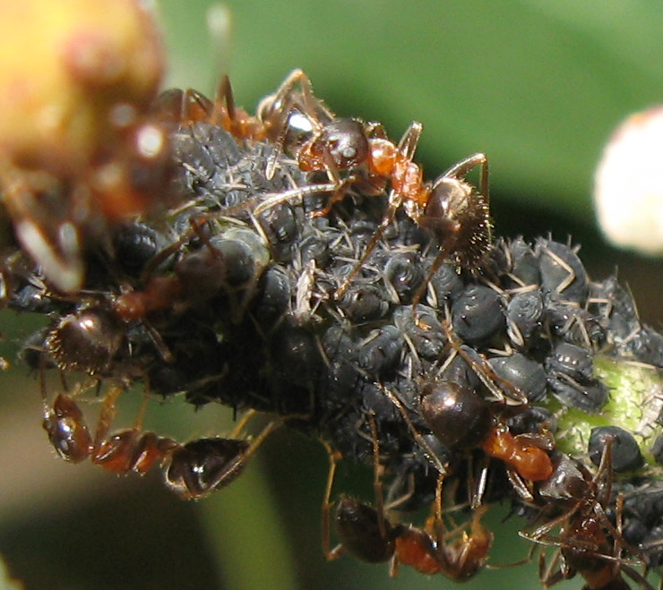 Formiche Lasius sp. e afidi