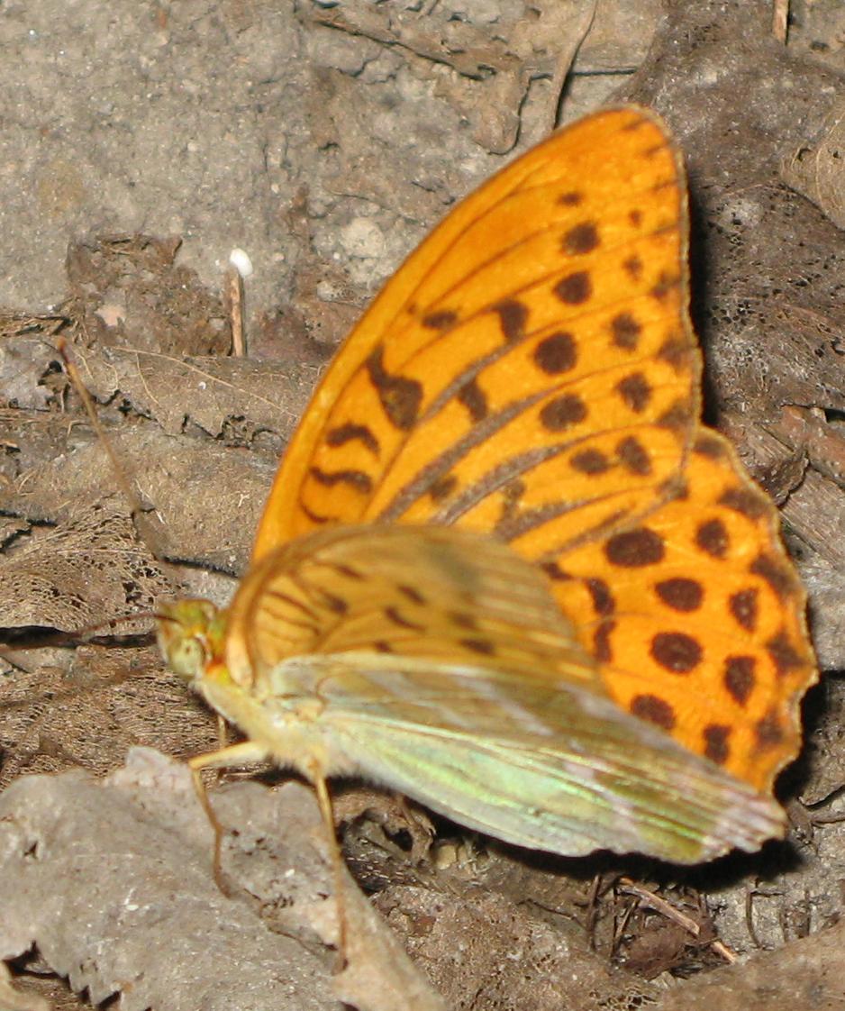 Argynnis paphia