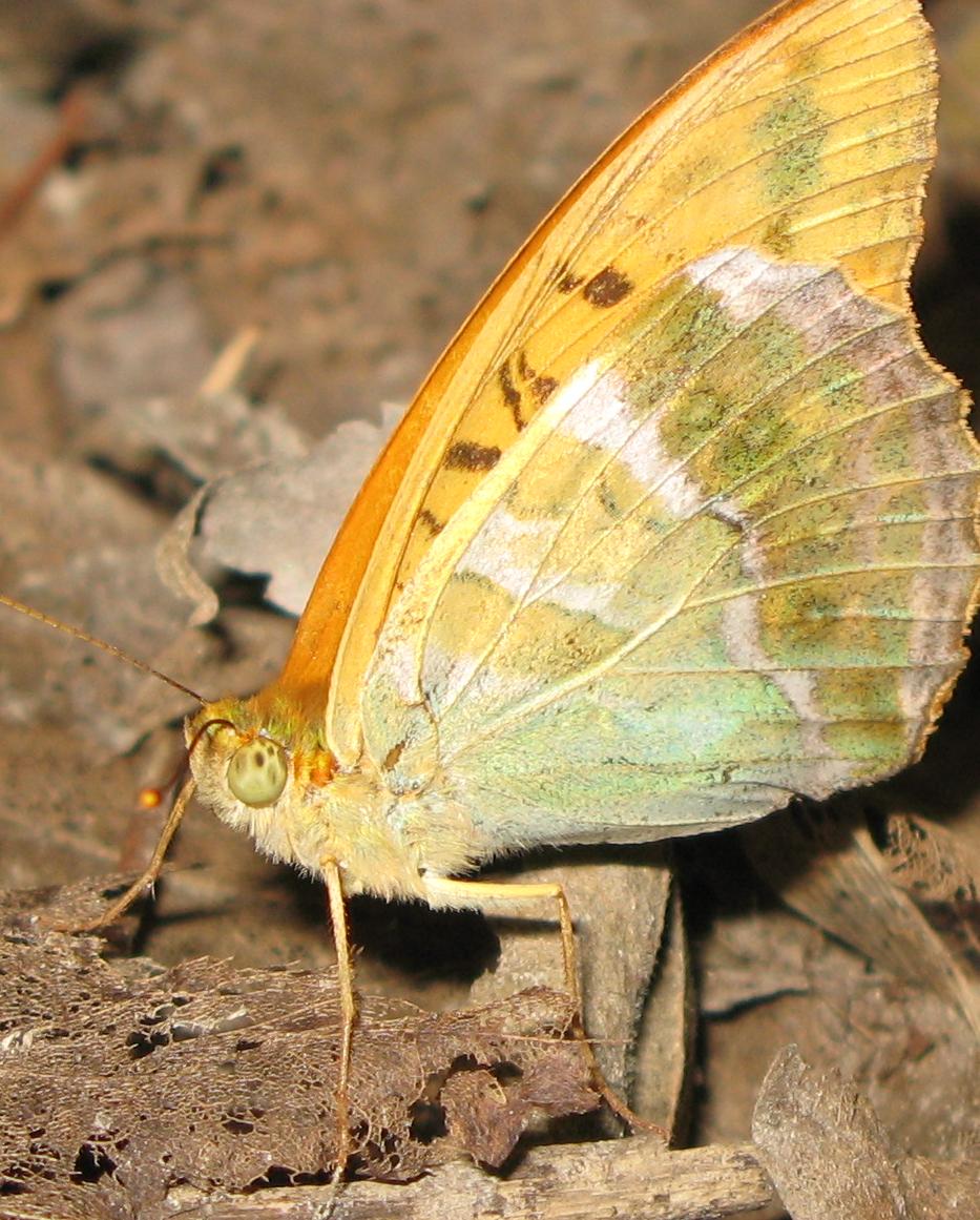 Argynnis paphia