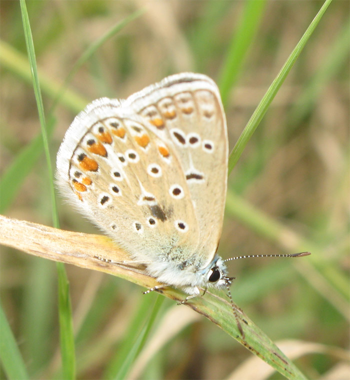 Polyommatus icarus