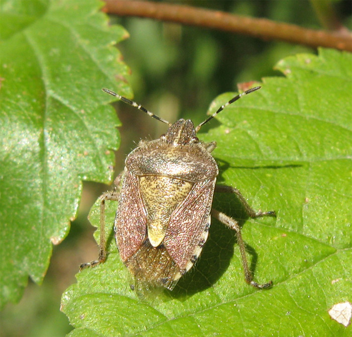 Dolycoris baccarum ?