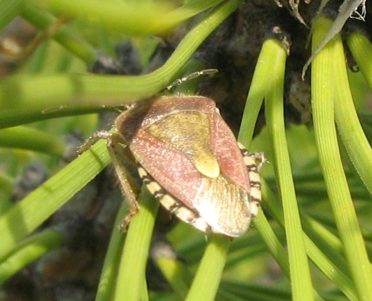 Dolycoris baccarum ?