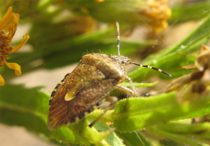 Dolycoris baccarum ?