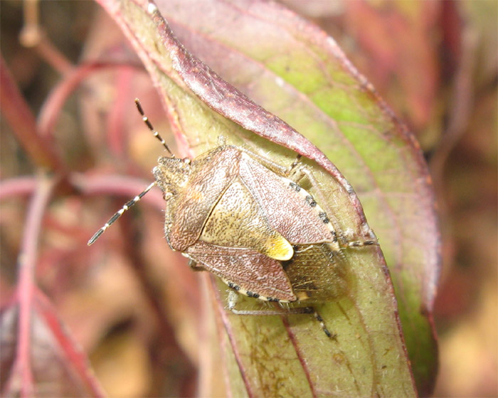 Dolycoris baccarum ?