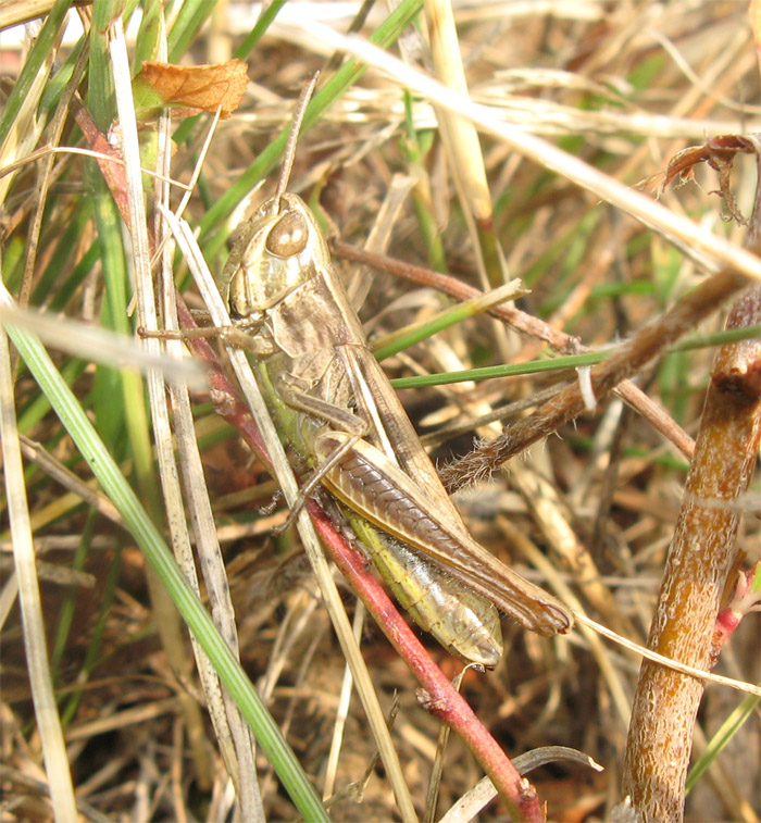 Euchorthippus declivus