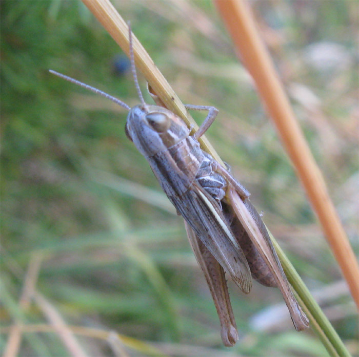 Euchorthippus declivus