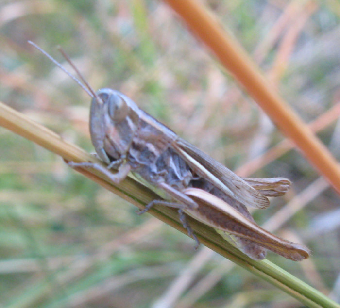 Euchorthippus declivus