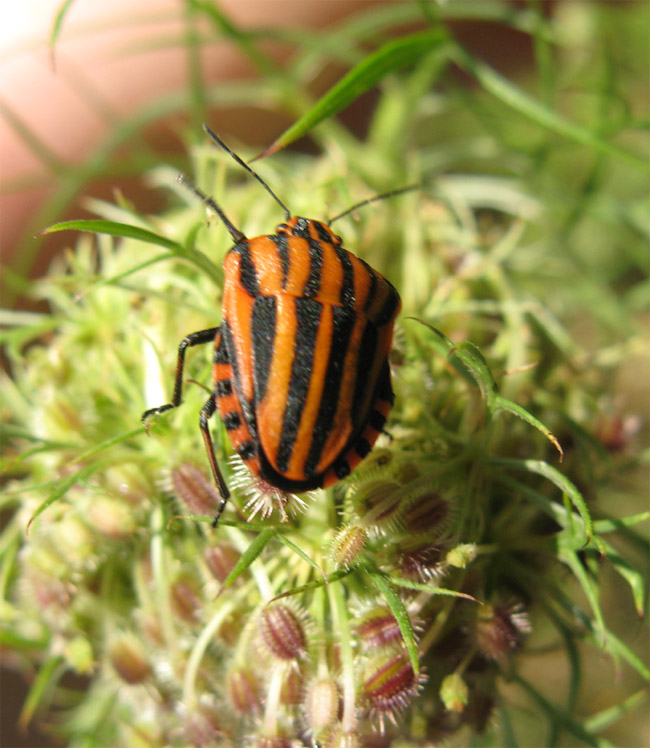 Graphosoma lineatum italicum e...