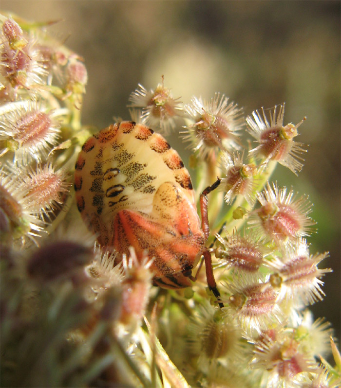 Graphosoma lineatum italicum e...