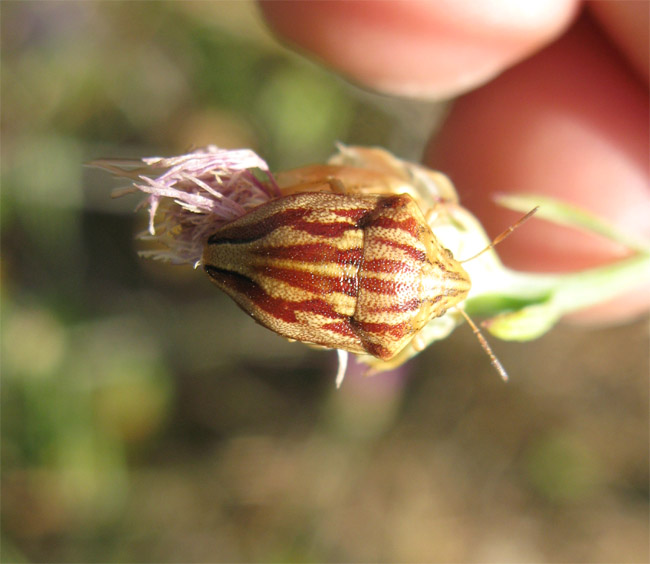 Graphosoma lineatum italicum e...