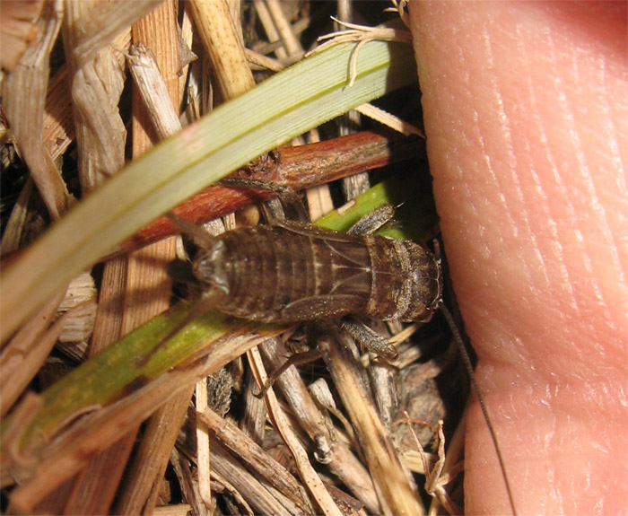 Grillo: Eumodicogryllus bordigalensis (ninfa)