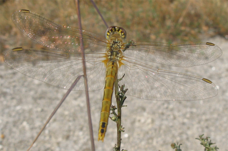 Sympetrum fonscolombii, femmina