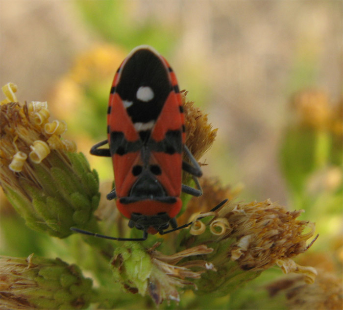 Eterotteri Ligeidi da identificare