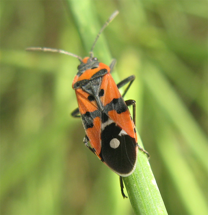 Eterotteri Ligeidi da identificare