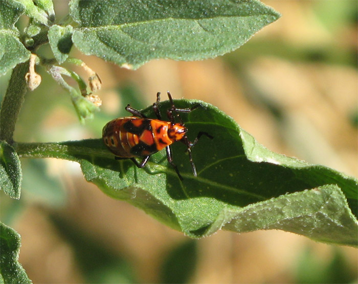 Eterotteri Ligeidi da identificare