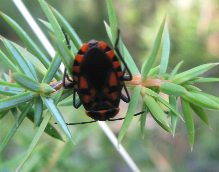 Eterotteri Ligeidi da identificare