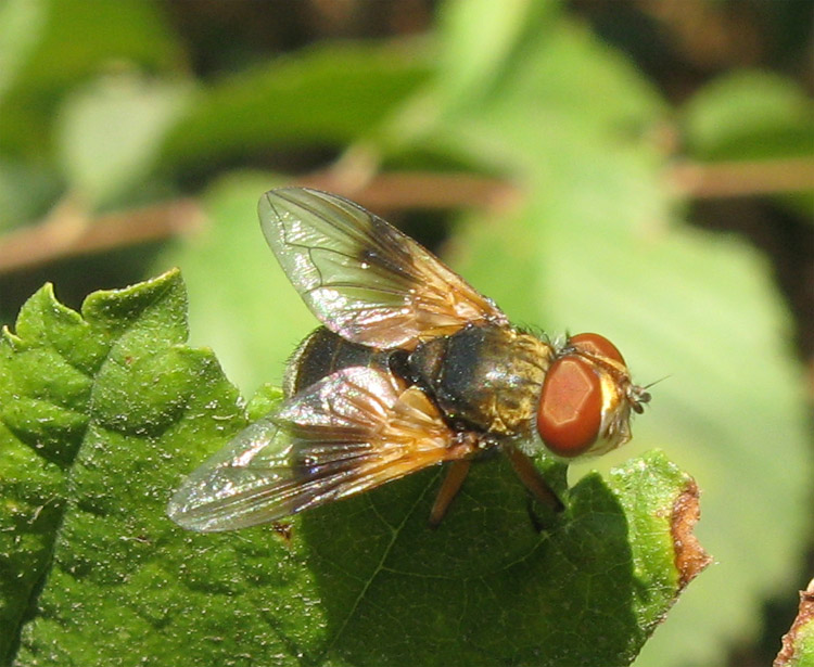 Mosca dalle ali arancioni: Ectophasia crassipennis