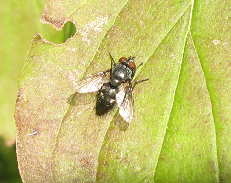 Mosca sconosciuta