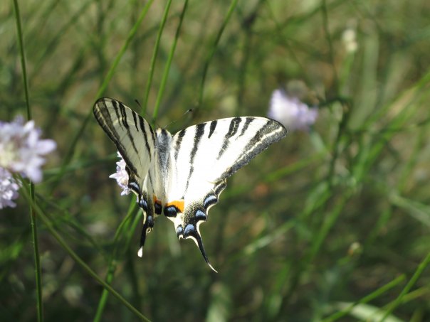 Lepidotteri del Parco dei Gessi Bolognesi