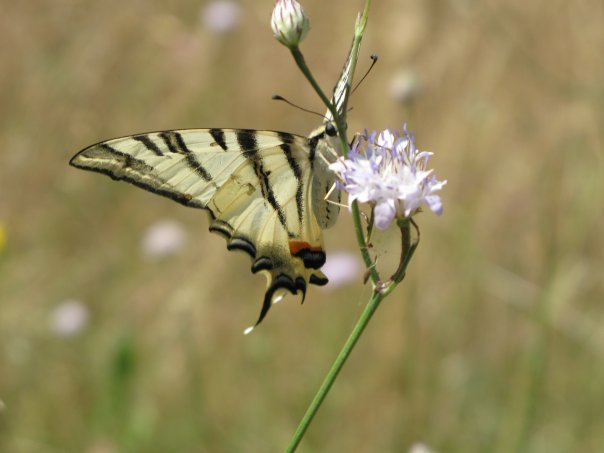 Lepidotteri del Parco dei Gessi Bolognesi