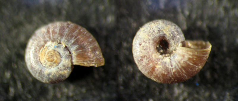 Skeneopsis planorbis (Fabricius O., 1870 )