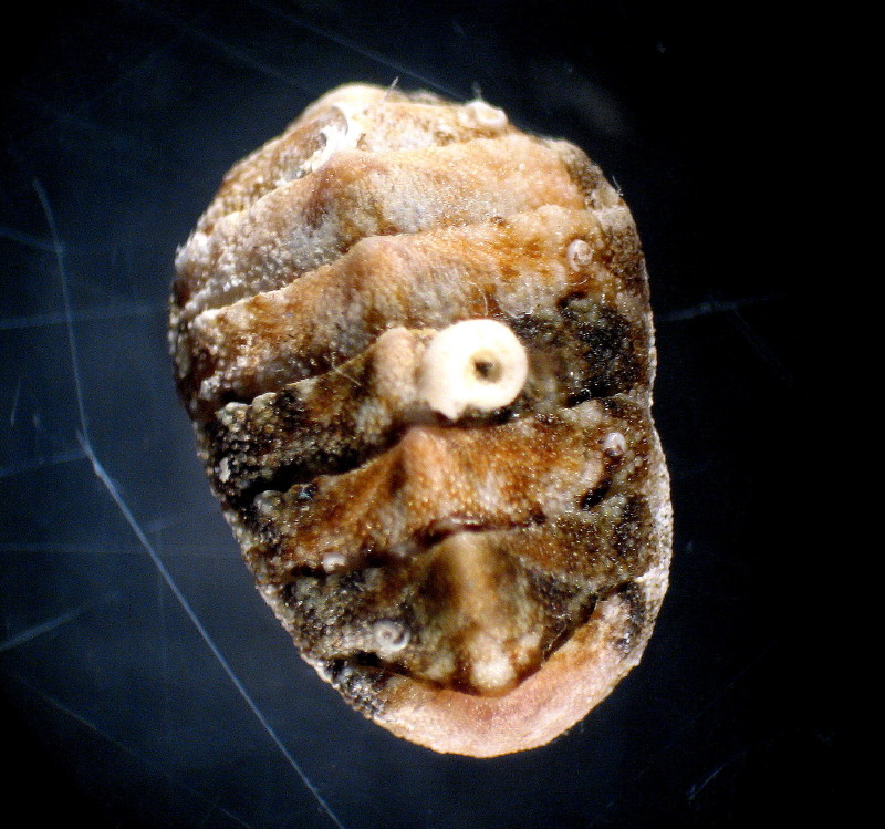 Lepidochitona canariensis