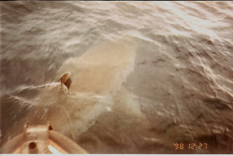 Dente di Carcharodon carcharias in Sardegna!!!