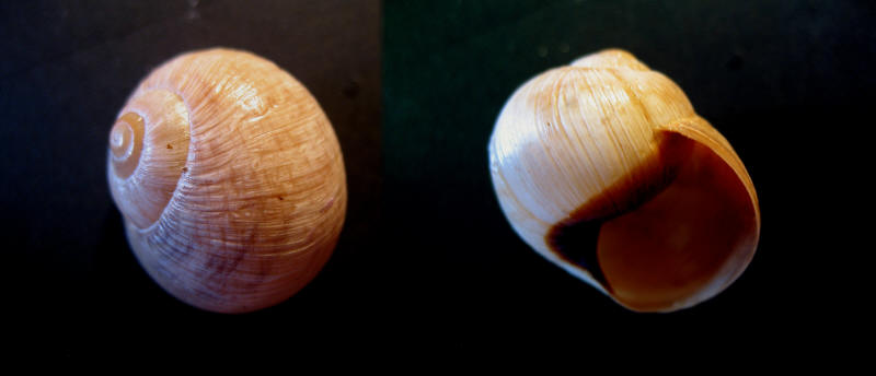 Helix Melanostoma - Kerkennah