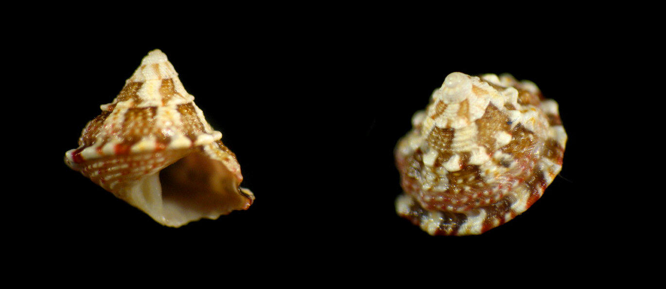 Gibbula fanulum juv.