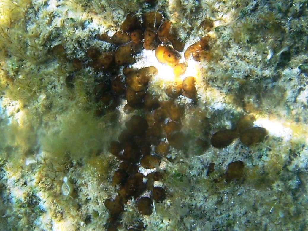 Chondrilla nucula