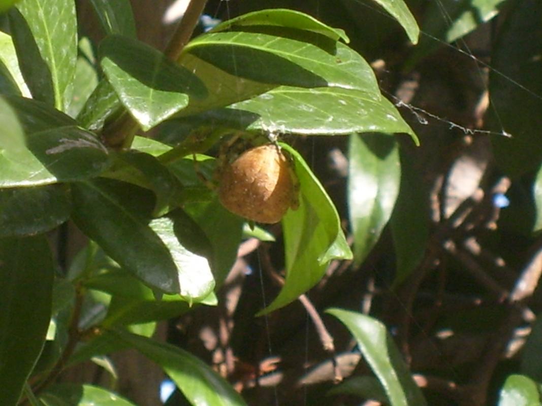 Araneus sp.