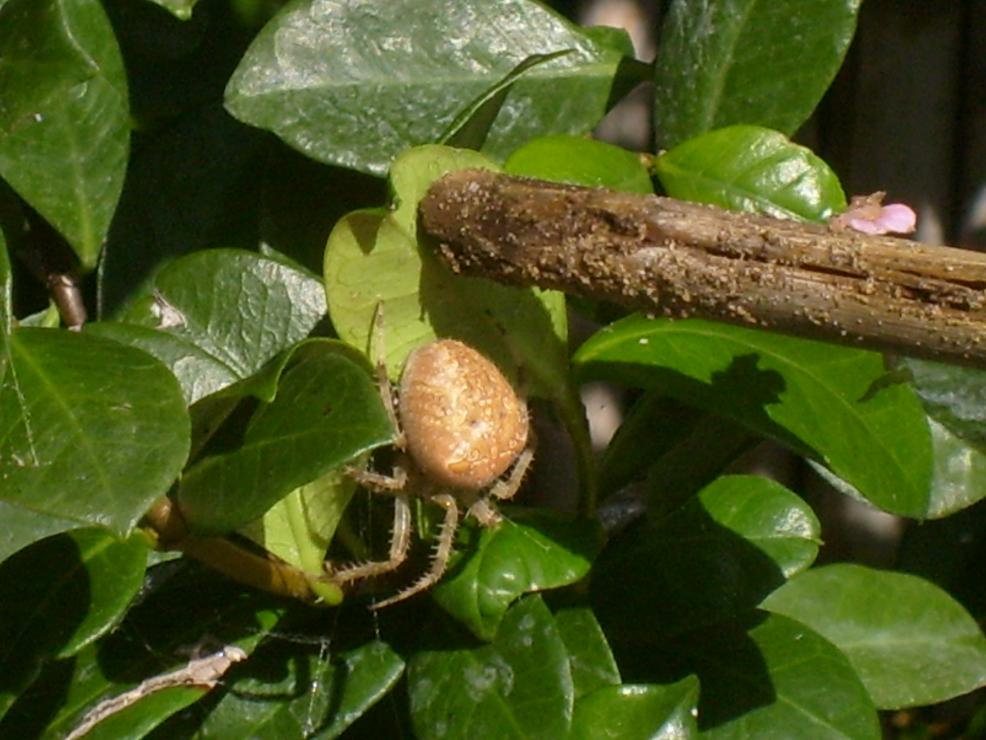 Araneus sp.