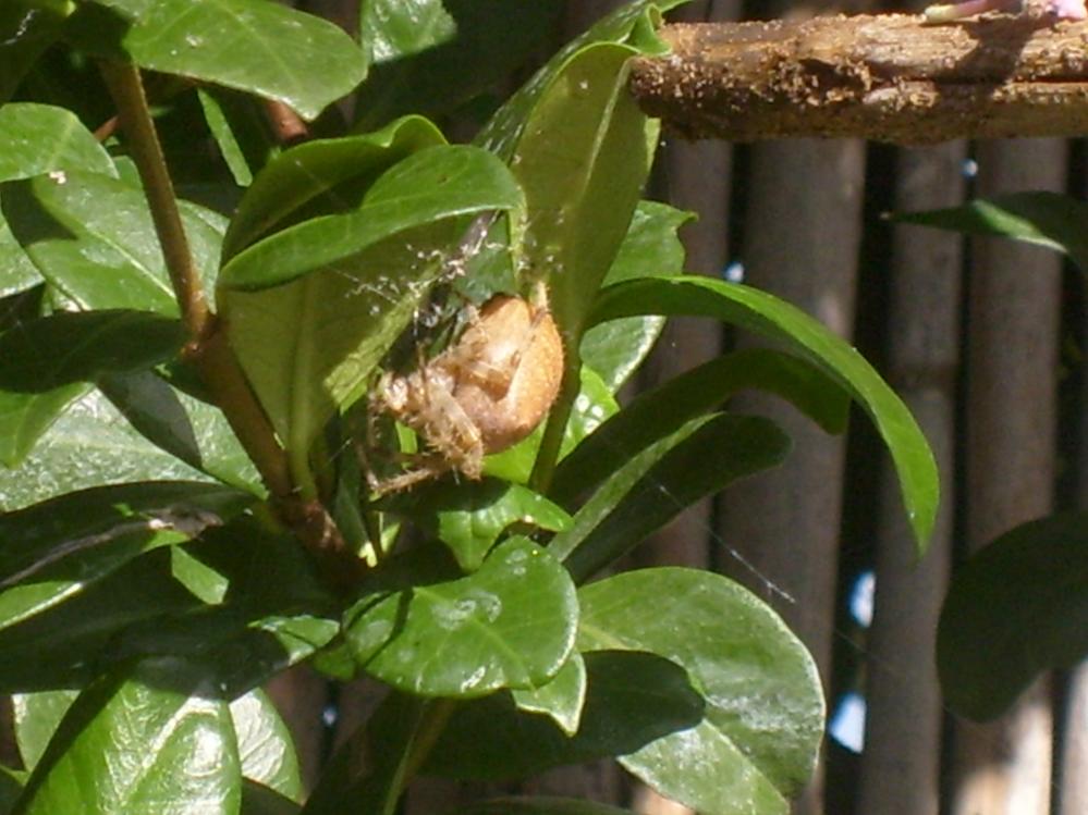 Araneus sp.