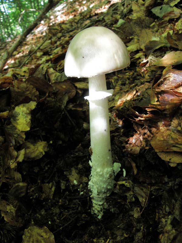 Amanita da determinare