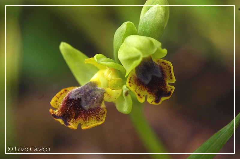 Ophrys sicula in Sicilia Occidentale