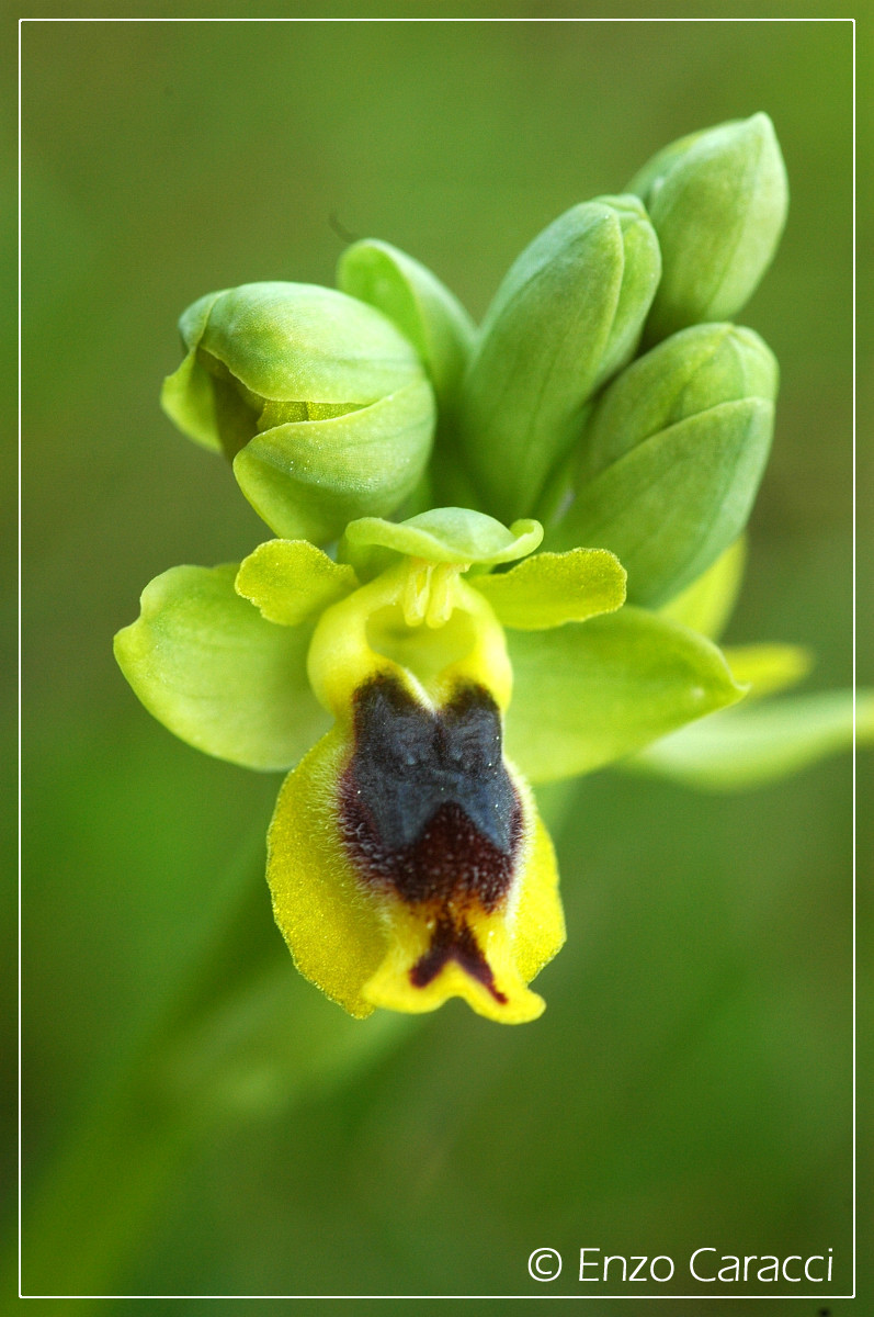 Ophrys sicula in Sicilia Occidentale