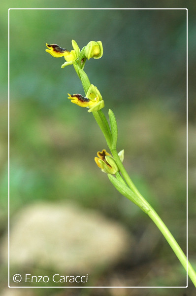 Ophrys phryganae vs. O. sicula ... a Monte Pellegrino (PA)