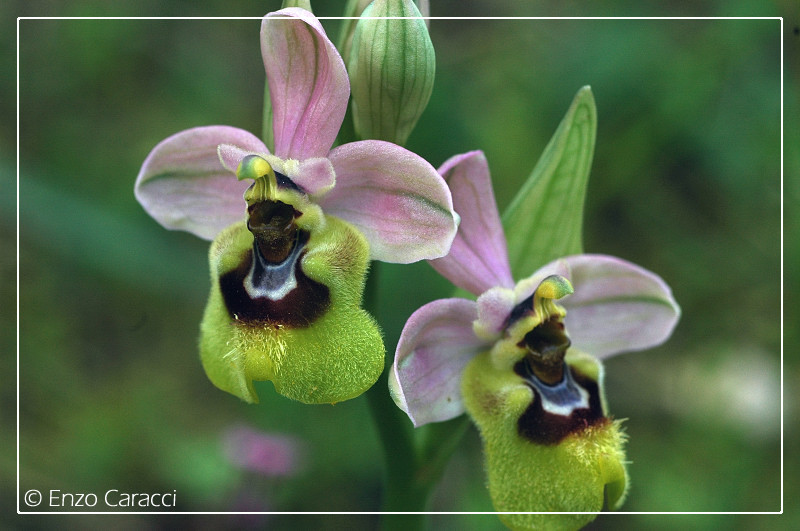 Ophrys tenthredinifera in Sicilia Occidentale